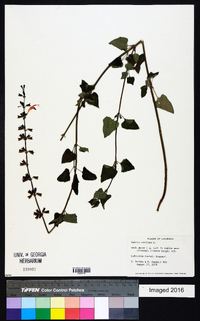 Salvia coccinea image