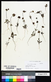 Salvia columbariae image