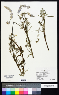 Salvia farinacea image