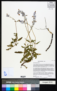 Salvia farinacea image