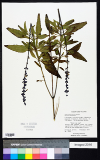 Salvia farinacea image