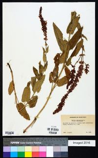 Salvia × sylvestris image
