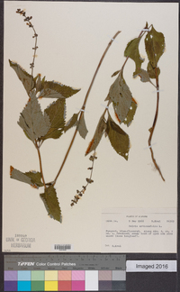 Salvia urticifolia image