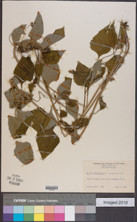 Salvia urticifolia image