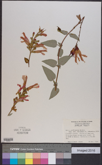 Image of Salvia cardinalis