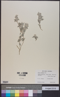 Salvia funerea image