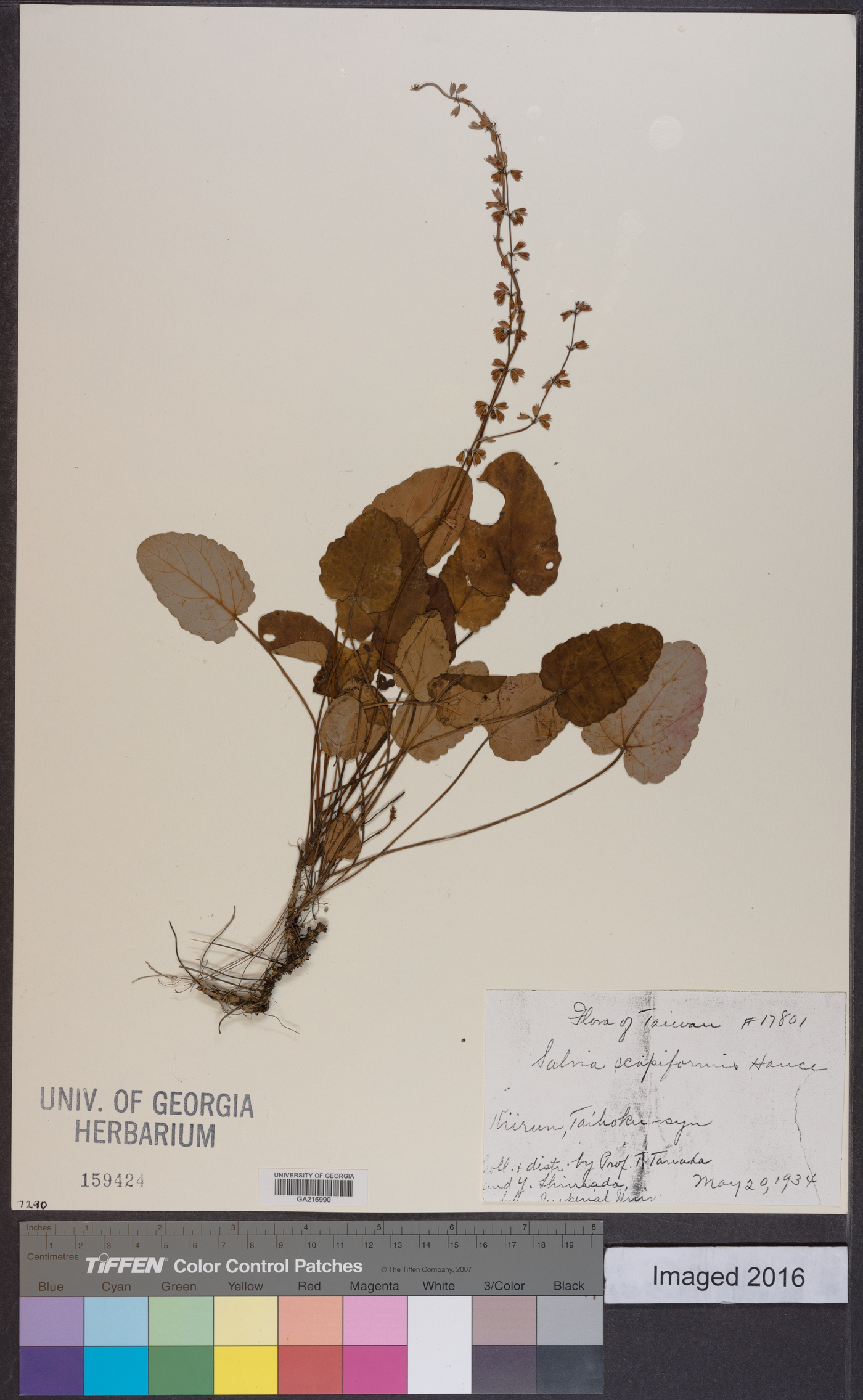 Salvia scapiformis image