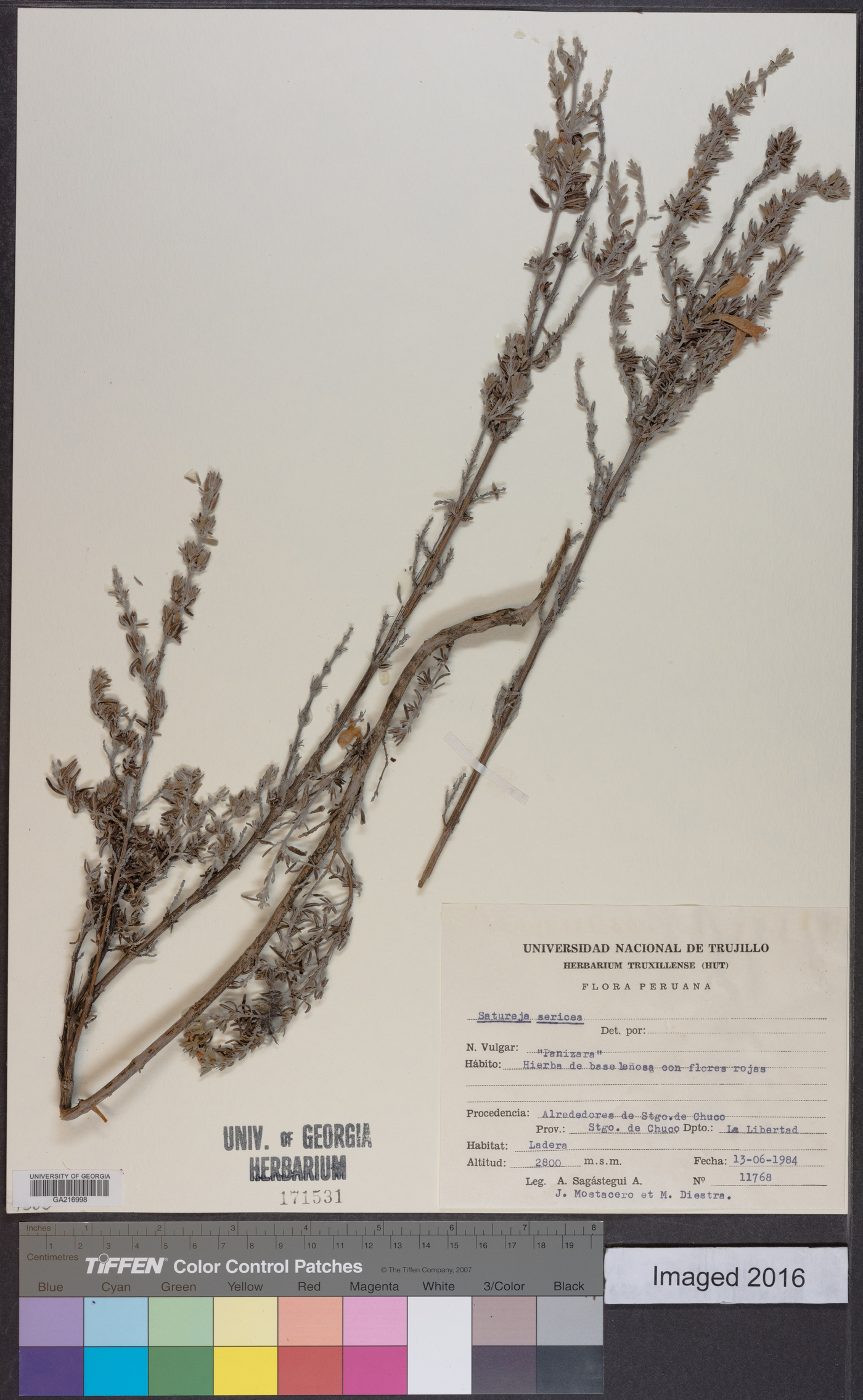 Clinopodium sericeum image