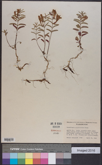 Scutellaria angustifolia image