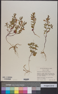 Scutellaria antirrhinoides image