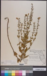 Scutellaria arenicola image