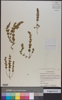 Scutellaria parvula image