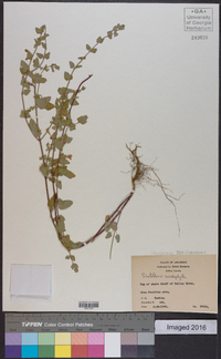 Scutellaria cardiophylla image