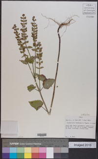 Scutellaria cardiophylla image