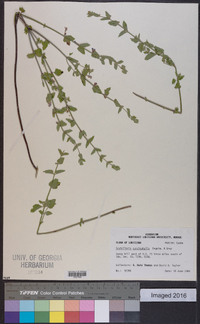 Scutellaria cardiophylla image