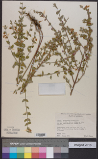 Scutellaria cardiophylla image