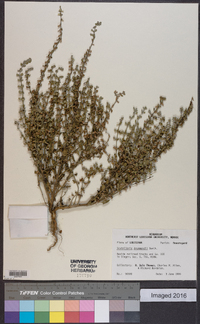 Scutellaria drummondii image