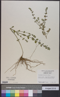 Scutellaria drummondii image