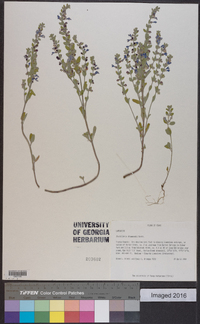 Scutellaria drummondii image