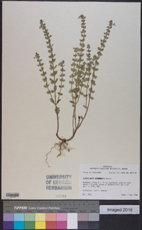 Scutellaria drummondii image