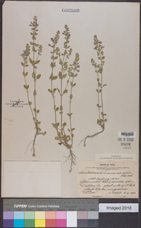 Scutellaria drummondii image