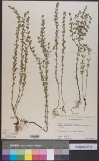 Scutellaria drummondii image