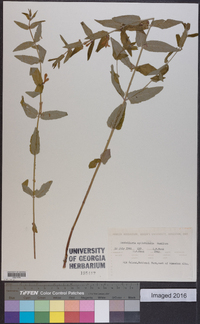 Scutellaria galericulata image