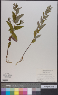 Scutellaria galericulata image