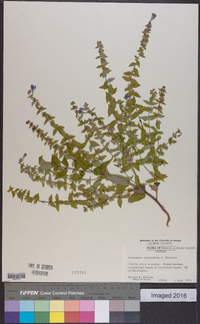 Scutellaria galericulata image