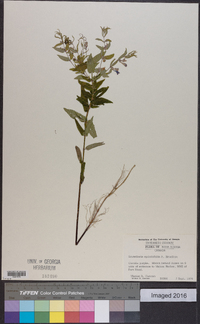 Scutellaria galericulata image