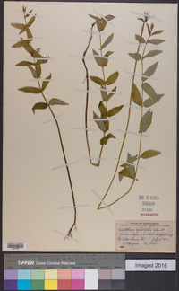 Scutellaria galericulata image