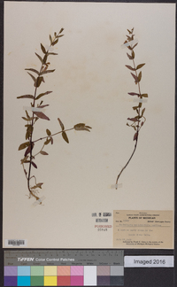 Scutellaria galericulata image