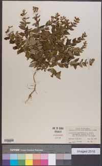 Scutellaria galericulata image