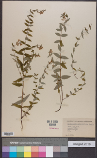 Scutellaria galericulata image