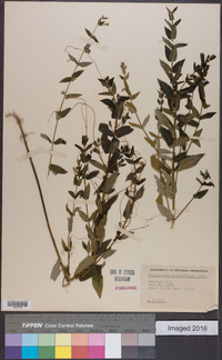 Scutellaria galericulata image