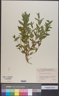 Scutellaria galericulata image