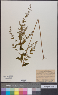 Scutellaria galericulata image