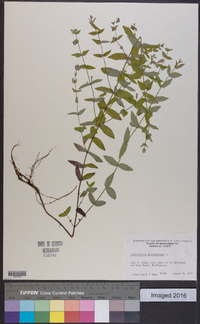 Scutellaria galericulata image