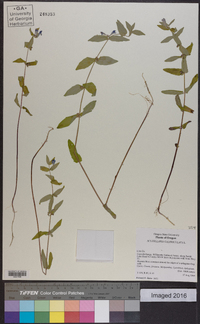 Scutellaria galericulata image