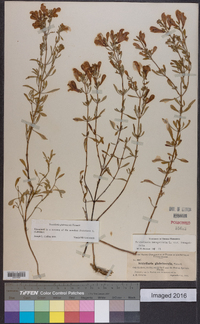 Scutellaria glabriuscula image