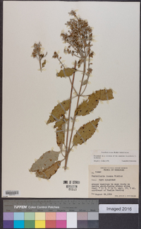 Scutellaria incana image