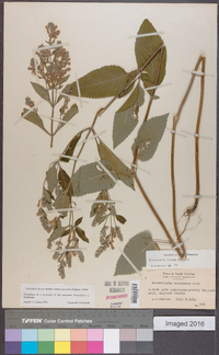 Scutellaria incana image