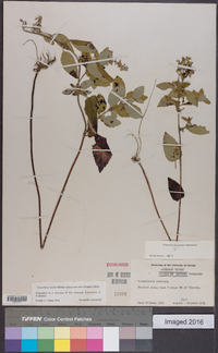 Scutellaria incana image