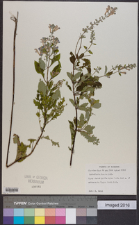 Scutellaria incana image