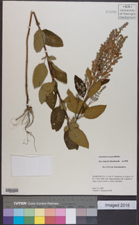 Scutellaria incana image