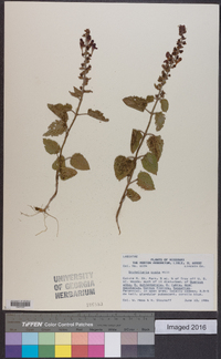 Scutellaria ovata image