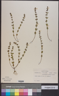 Scutellaria parvula image