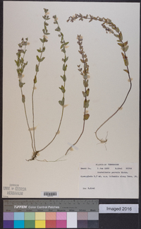 Scutellaria parvula image