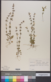 Scutellaria parvula image