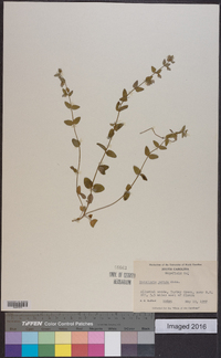 Scutellaria parvula image